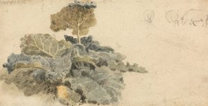 Study of Burdocks by Peter de Wint